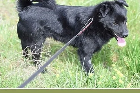 BONO,mały,przyjazny,wesoły piesek szuka domu.ADOPC