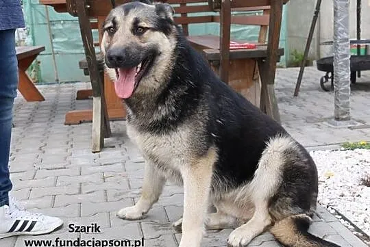 Szarik - sympatyczny gość, Mazowieckie, Nowy Dwór Mazowiecki
