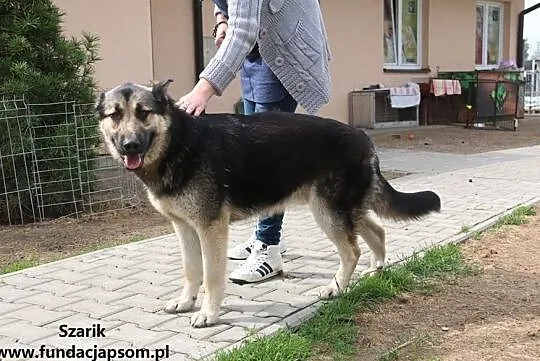 Szarik - sympatyczny gość, Mazowieckie, Nowy Dwór Mazowiecki
