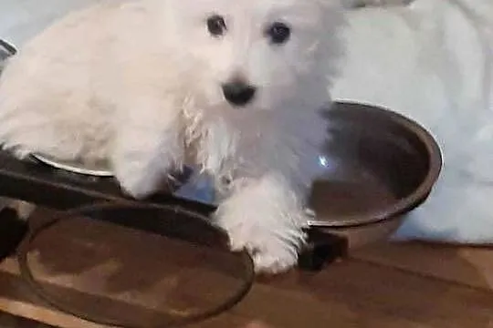 West Highland White Terrier- szczeniaczki z domowej hodowli, Kujawsko-pomorskie, Świecie