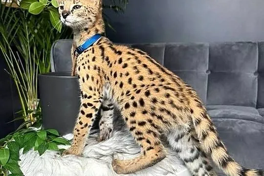 Serwal afrykański, sawannowy, serval, ręcznie karmiony, legalna hodowla VNV, Małopolskie, Bochnia