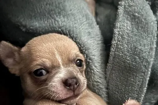 Chihuahua piękne szczenięta krotkowlose