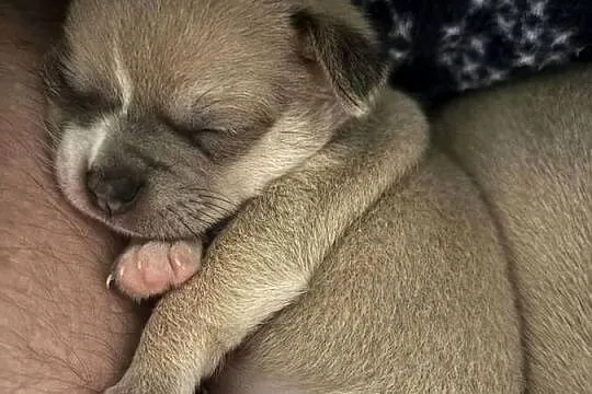 Chihuahua piękne szczenięta krotkowlose, Zachodniopomorskie, Szczecin