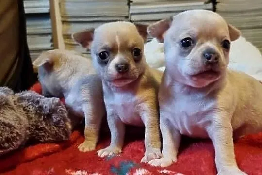 Chihuahua piękne szczenięta krotkowlose, Zachodniopomorskie, Szczecin