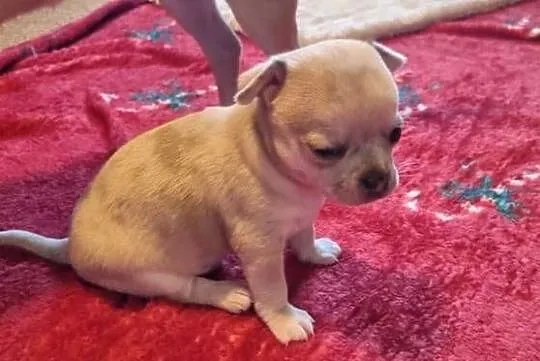 Chihuahua piękne szczenięta krotkowlose, Zachodniopomorskie, Szczecin