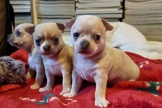 Chihuahua piękne szczenięta krotkowlose, Zachodniopomorskie, Szczecin