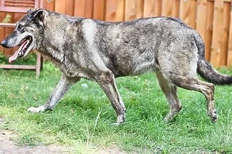 Maila, wspaniała, niekonfliktowa babcia - zabierz 