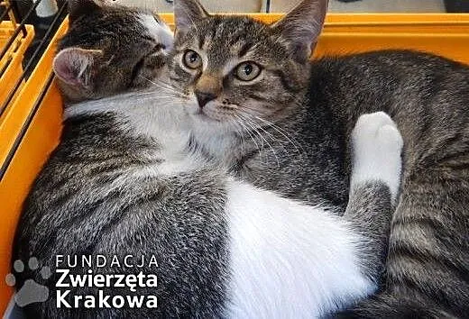 Antek i Kajtek – towarzyskie chłopaki,