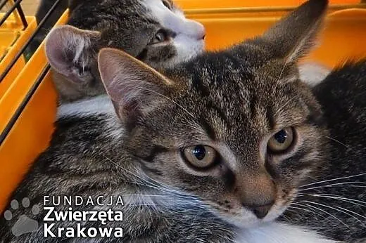 Antek i Kajtek &#8211; towarzyskie chłopaki,  