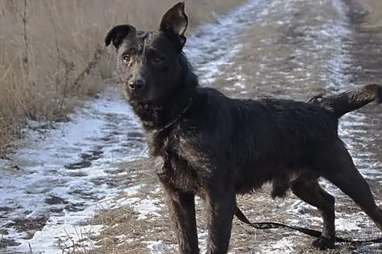 Dizel szuka nowego domu