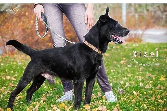 Dizel szuka nowego domu