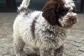 Cynamon uroczy piesek Lagotto Romagnolo