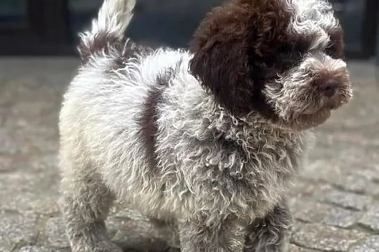 Cynamon uroczy piesek Lagotto Romagnolo, Łódzkie, Rudniczek