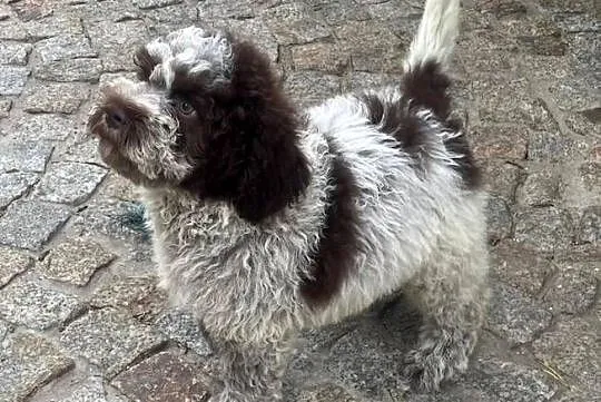 Cynamon uroczy piesek Lagotto Romagnolo, Łódzkie, Rudniczek
