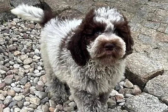 Cynamon uroczy piesek Lagotto Romagnolo, Łódzkie, Rudniczek