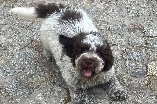 Cynamon uroczy piesek Lagotto Romagnolo, Łódzkie, Rudniczek