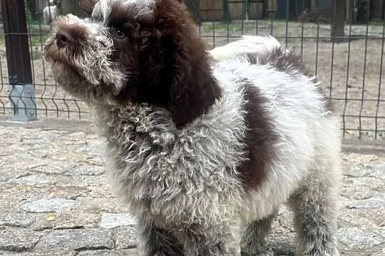 Cynamon uroczy piesek Lagotto Romagnolo, Łódzkie, Rudniczek