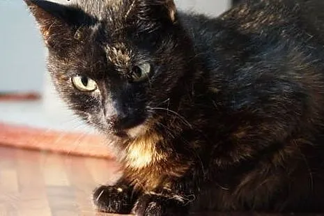 Tina- wzorowa kotka o niecodziennym umaszczeniu,  