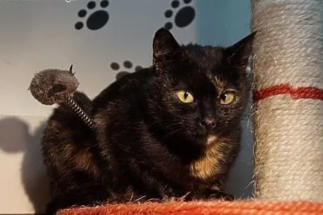 Tina- wzorowa kotka o niecodziennym umaszczeniu,  