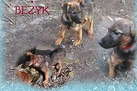 Beżyk, jeszcze szczeniak,  śląskie Katowice