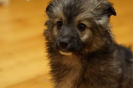 ŻELKA- 7tyg suczka  do adopcji,,  małopolskie Krak