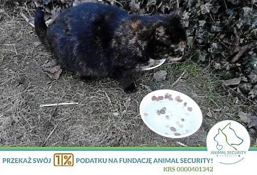 Dorosła kotka Owi szuka domu