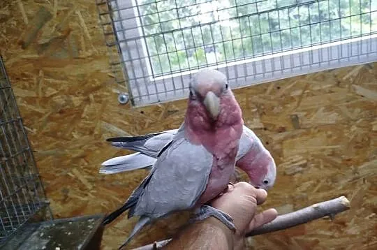 Kakadu różowe ręczny karmiony, Mazowieckie, Siedlce