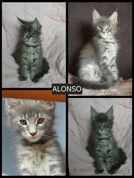 Kocurek Alonso Maine Coon rodowód FPL domowa hodowla, , Oświęcim