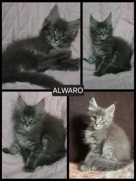 Kocurek Alonso Maine Coon rodowód FPL domowa hodowla, , Oświęcim