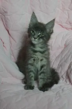 Kocurek Alonso Maine Coon rodowód FPL domowa hodowla, , Oświęcim