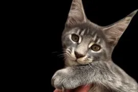 Kocurek Alonso Maine Coon rodowód FPL domowa hodowla