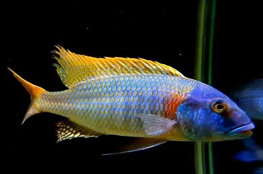 Buccochromis rhoadesii - PYSZCZAKI - WYSYŁAMY KURIEREM
