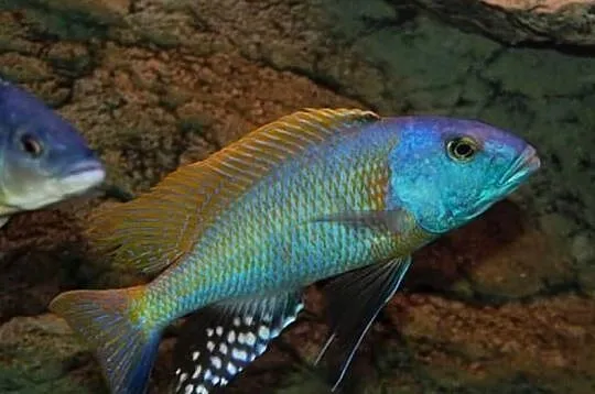 Buccochromis rhoadesii - PYSZCZAKI - WYSYŁAMY KURIEREM, Pomorskie, Gdańsk