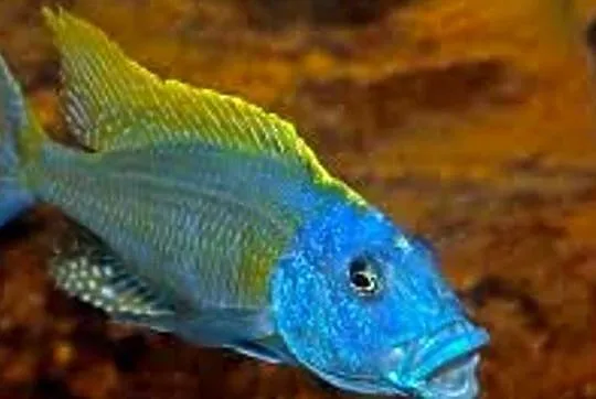 Buccochromis rhoadesii - PYSZCZAKI - WYSYŁAMY KURIEREM, Pomorskie, Gdańsk