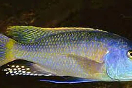 Buccochromis rhoadesii - PYSZCZAKI - WYSYŁAMY KURIEREM, Pomorskie, Gdańsk