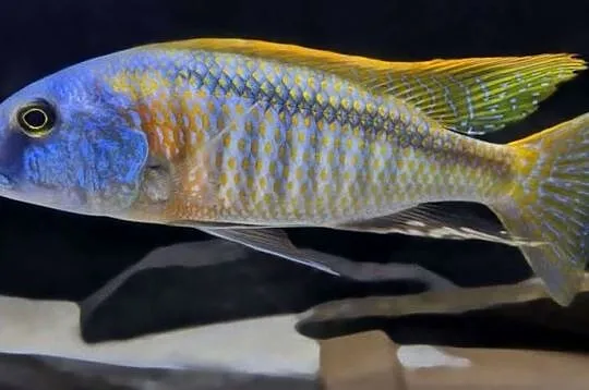 Buccochromis rhoadesii - PYSZCZAKI - WYSYŁAMY KURIEREM, Pomorskie, Gdańsk