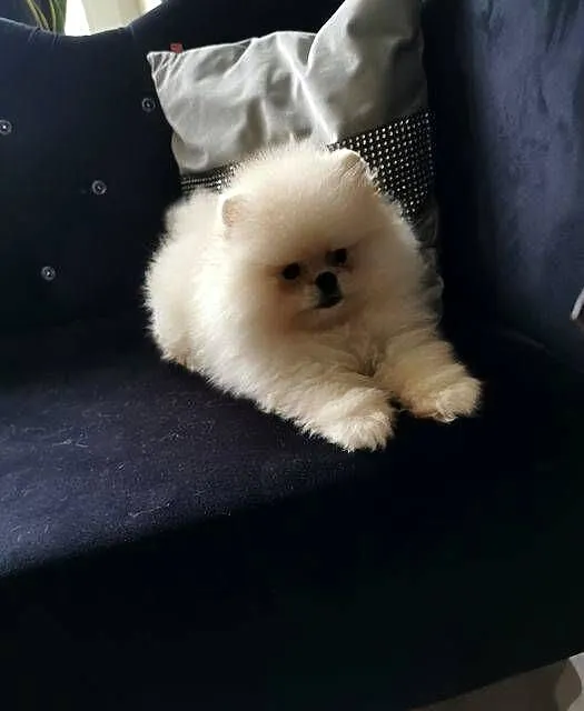 Szpic pomeranian suczka, Dolnośląskie, Bolesławiec