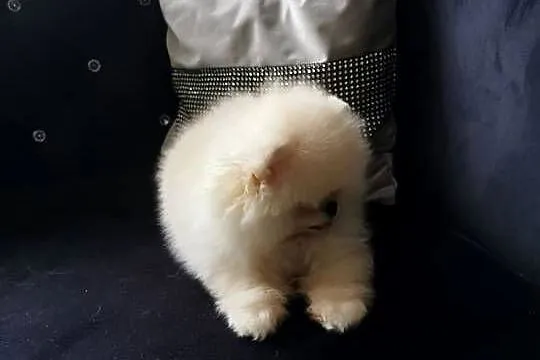Szpic pomeranian suczka, Dolnośląskie, Bolesławiec