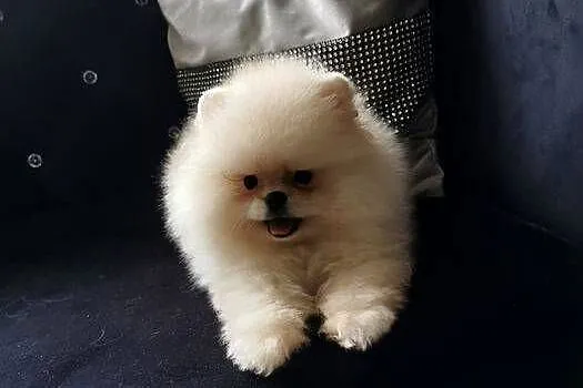 Szpic pomeranian suczka, Dolnośląskie, Bolesławiec