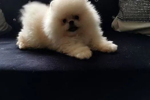 Szpic pomeranian suczka, Dolnośląskie, Bolesławiec