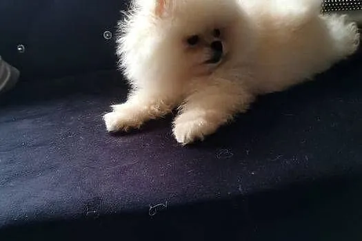 Szpic pomeranian suczka, Dolnośląskie, Bolesławiec