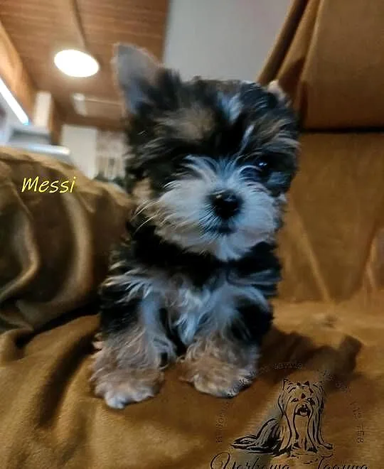 yorkshire terrier chłopiec i dziewczynka, Małopolskie, Kraków