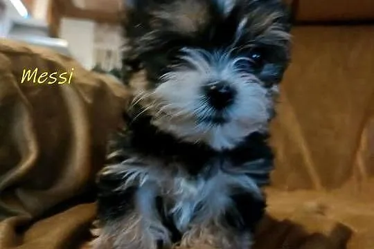 yorkshire terrier chłopiec i dziewczynka, Małopolskie, Kraków