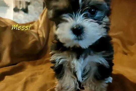 yorkshire terrier chłopiec i dziewczynka, Małopolskie, Kraków