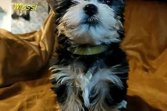 yorkshire terrier chłopiec i dziewczynka, Małopolskie, Kraków