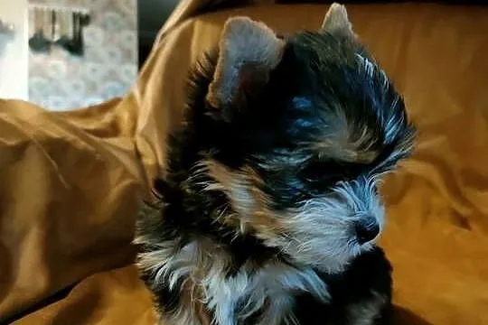 yorkshire terrier chłopiec i dziewczynka, Małopolskie, Kraków
