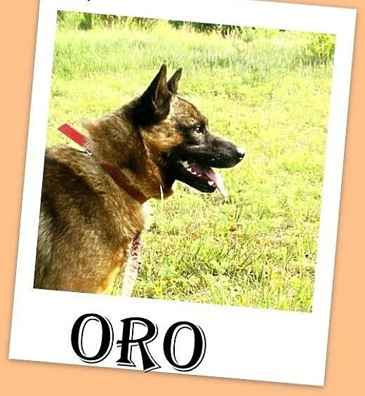 Szpic mix,łagodny,spokojny,zrównoważony pies ORO.A