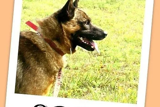 Szpic mix,łagodny,spokojny,zrównoważony pies ORO.A