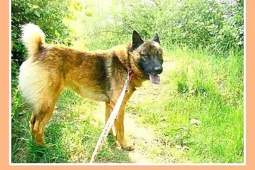 Szpic mix,łagodny,spokojny,zrównoważony pies ORO.A
