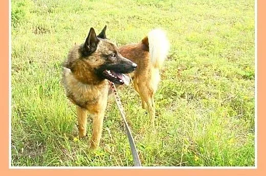 Szpic mix,łagodny,spokojny,zrównoważony pies ORO.A